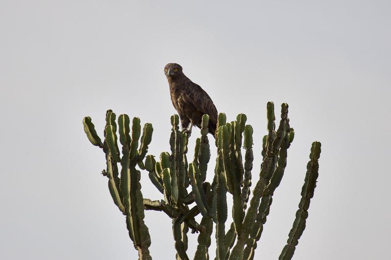 Brown snake eagle, Uganda