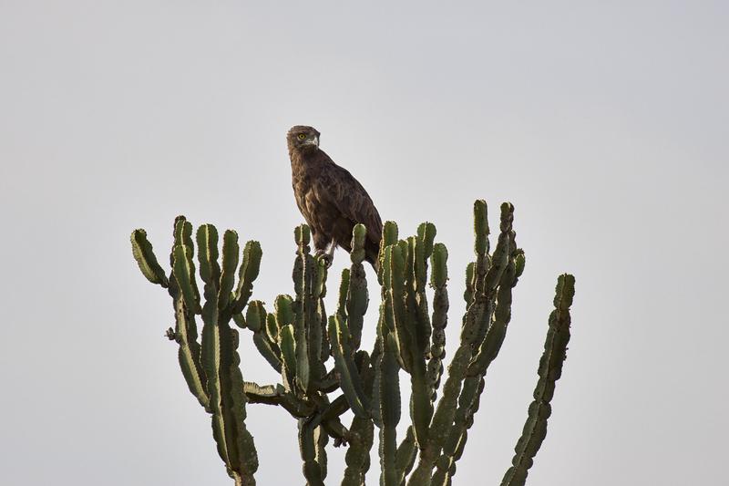 Brown snake eagle, Uganda