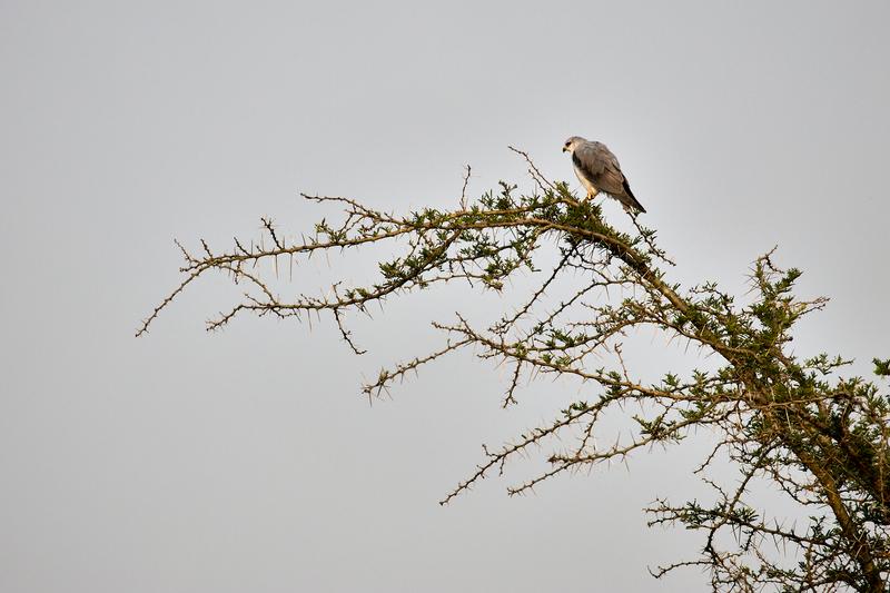 Black-winged kite, Uganda