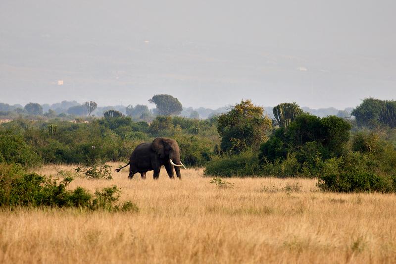Elephant in Queen Elizabeth National Park, Uganda