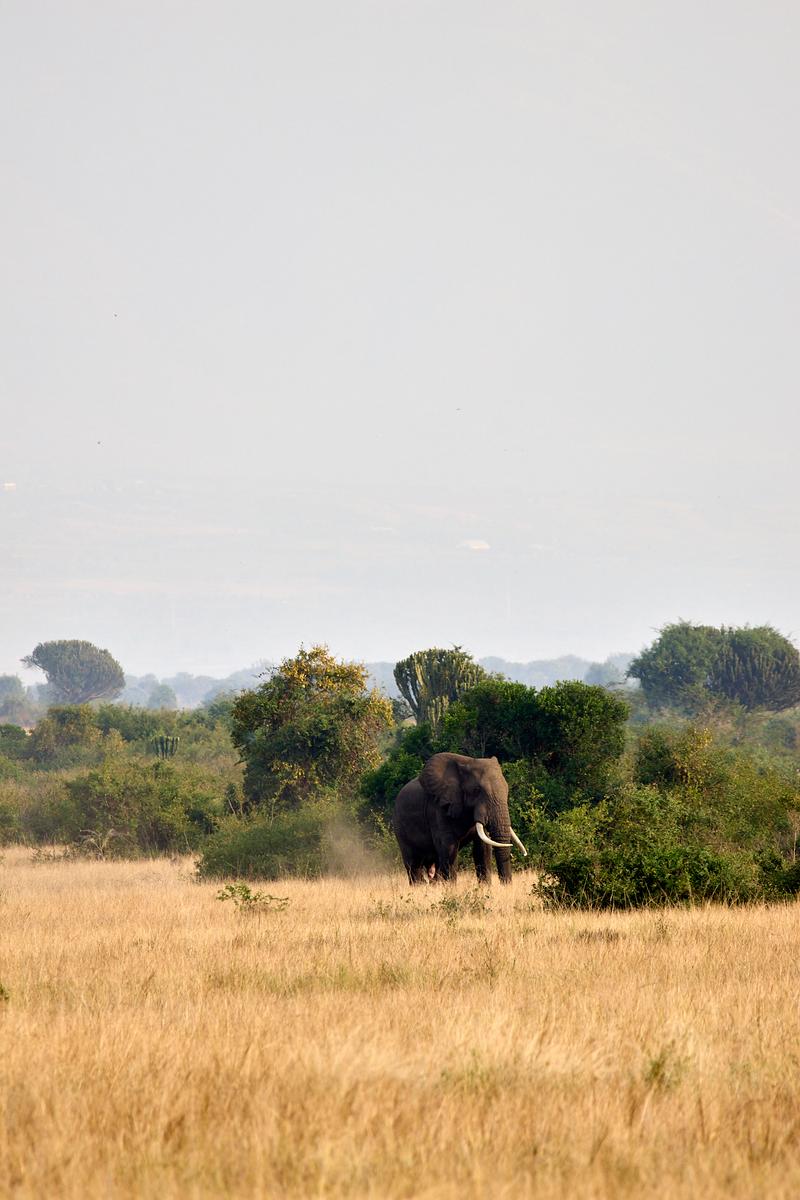 Elephant in Queen Elizabeth National Park, Uganda