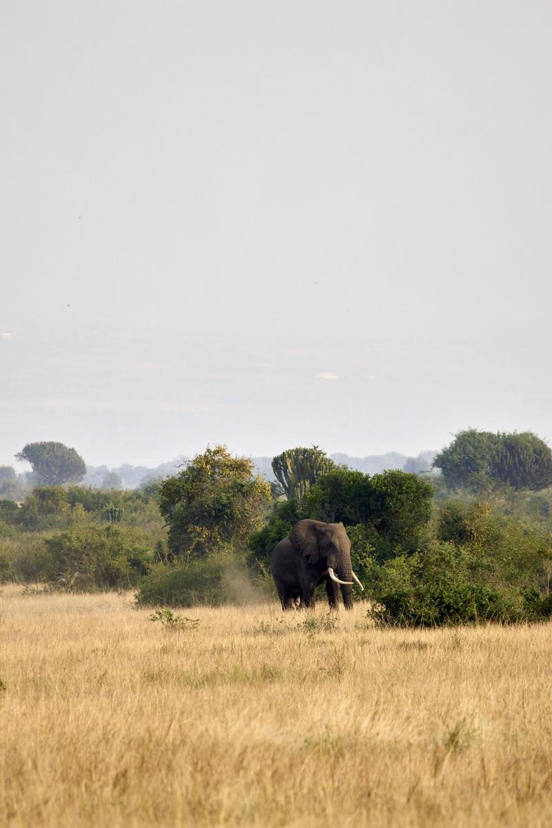 Elephant in Queen Elizabeth National Park, Uganda