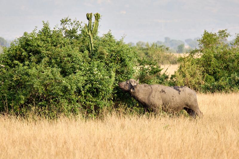 'loser' Water Buffalo in Queen Elizabeth National Park, Uganda