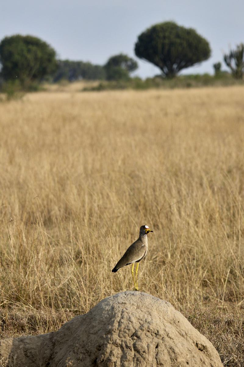 African wattled lapwing on an anthill, Uganda