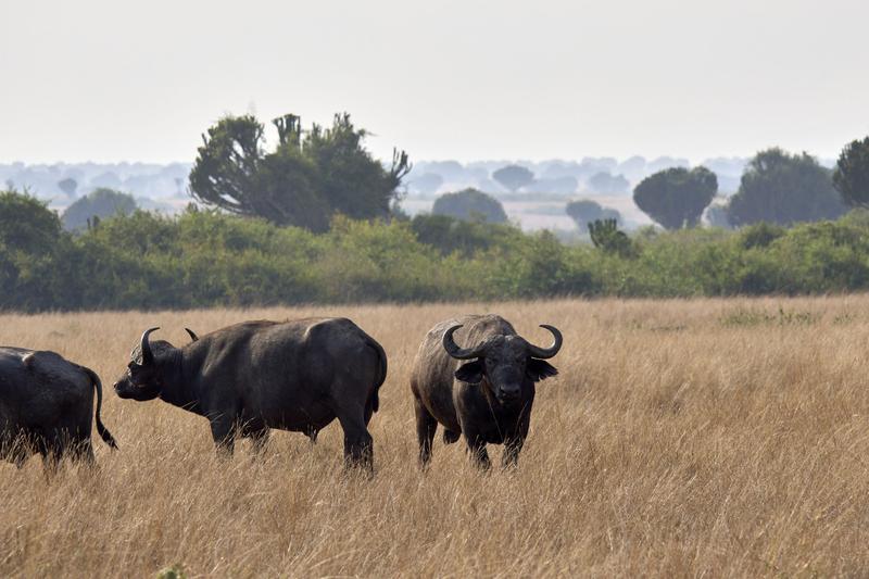 Herd of Water Buffalo in Queen Elizabeth National Park, Uganda