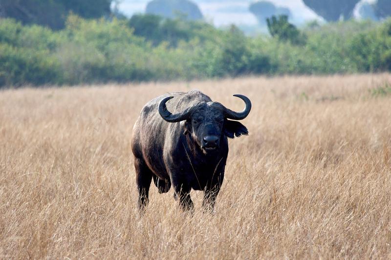 Water Buffalo in Queen Elizabeth National Park, Uganda