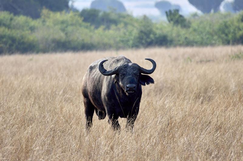 Water Buffalo in Queen Elizabeth National Park, Uganda