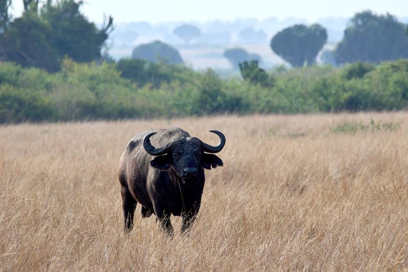 Water Buffalo in Queen Elizabeth National Park, Uganda