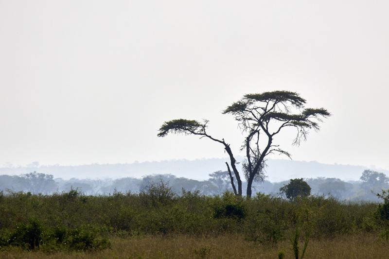 Queen Elizabeth National Park landscape, Uganda