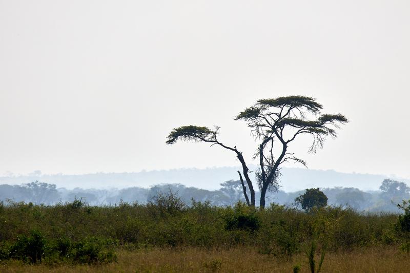 Queen Elizabeth National Park landscape, Uganda