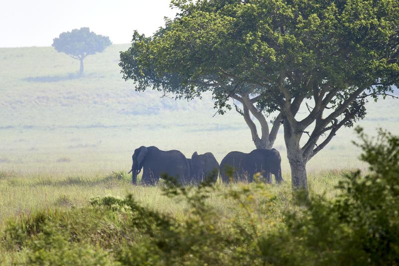 Elephants in Queen Elizabeth National Park, Uganda