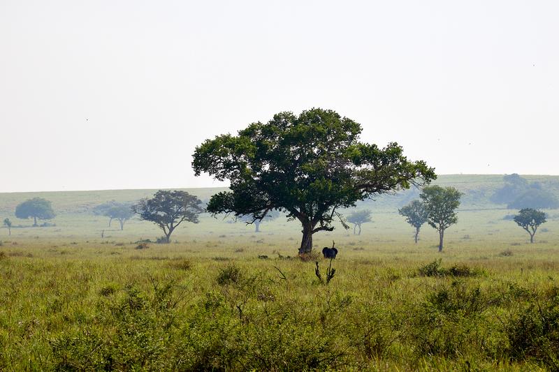 Elephants in Queen Elizabeth National Park, Uganda