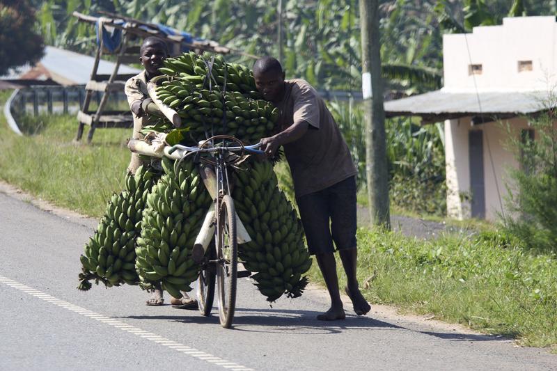 Two people pushing a bicycle filled with bananas, Uganda
