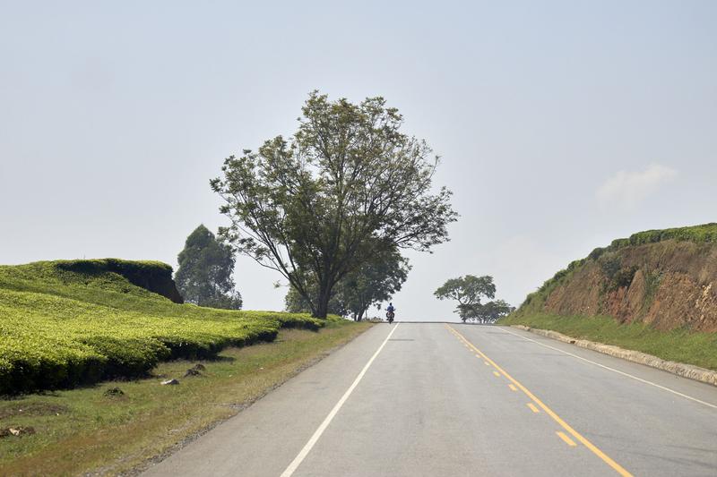 Tree landscape with person riding a motorcycle, Uganda