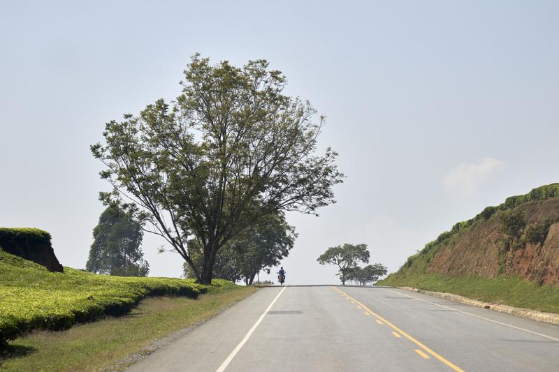 Tree landscape with person riding a motorcycle, Uganda