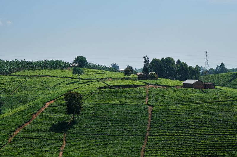 Rolling hills farm, Uganda