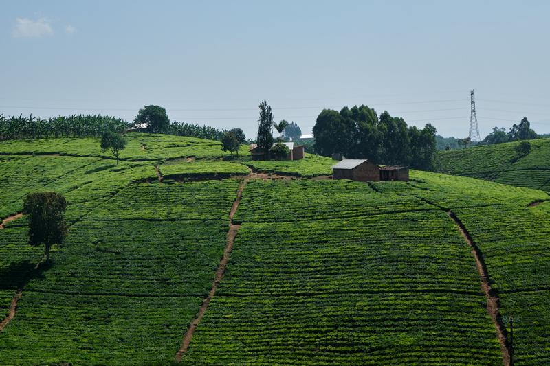 Rolling hills farm, Uganda