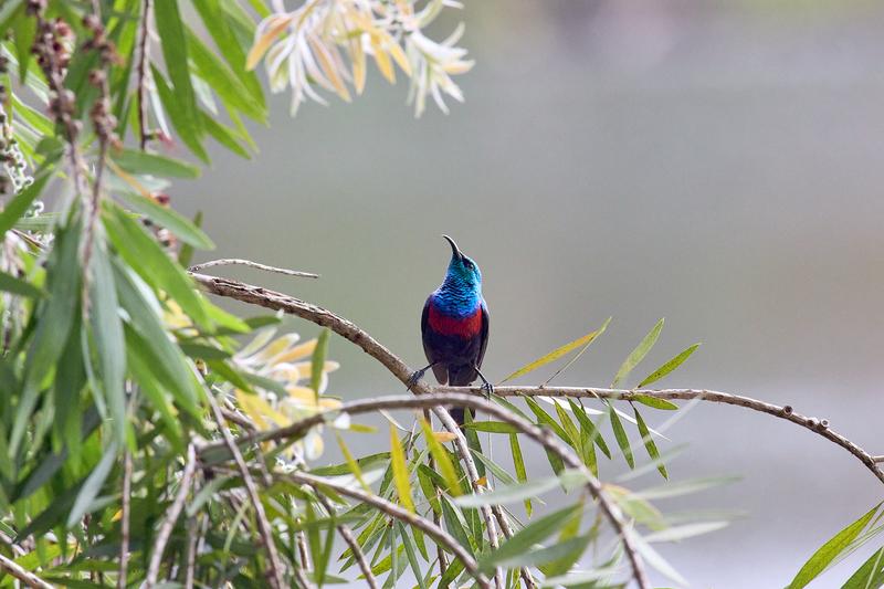 Red-chested sunbird, Uganda