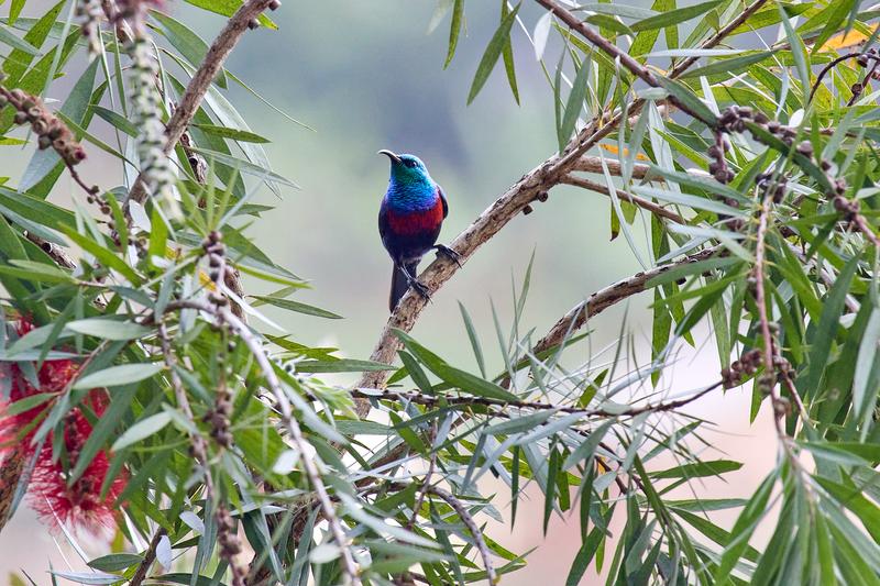 Red-chested sunbird, Uganda