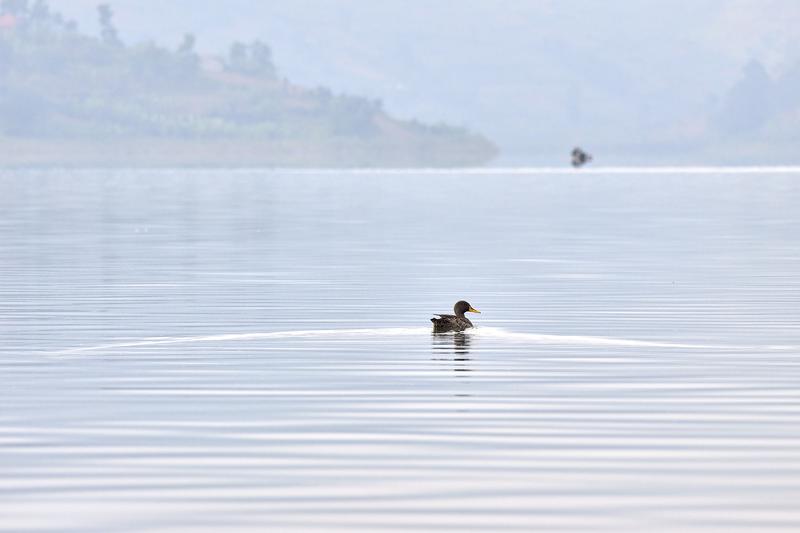 Yellow-billed duck on Lake Bunyonyi, Uganda