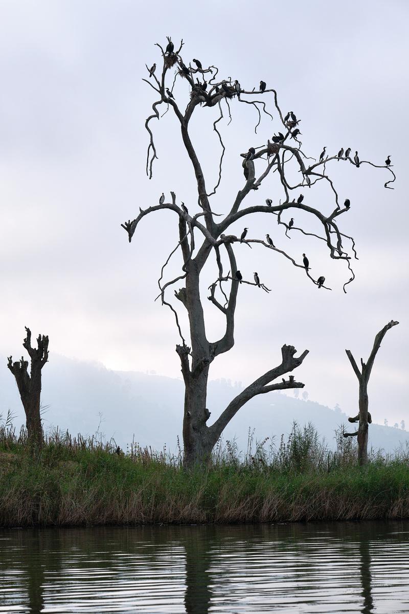 Great cormorants on a tree branch on Lake Bunyonyi, Uganda