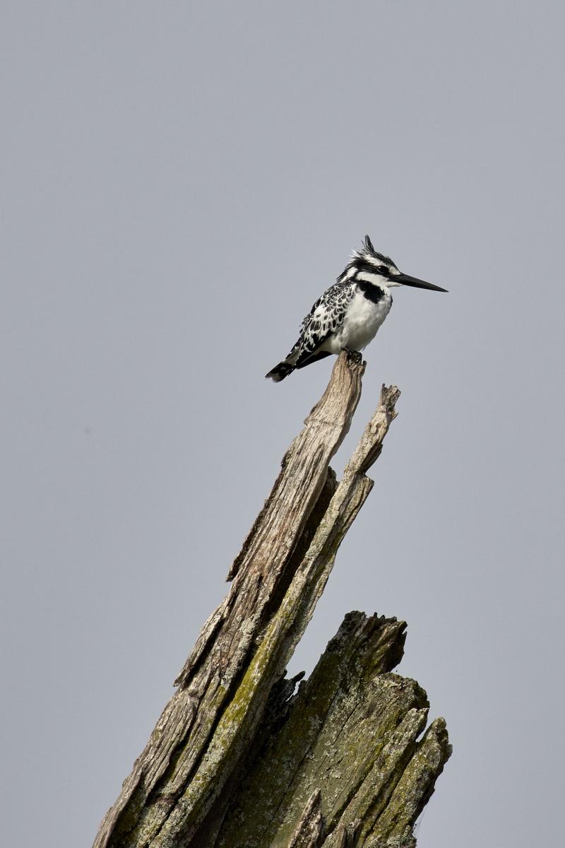 Pied kingfisher on a tree branch on Lake Bunyonyi, Uganda