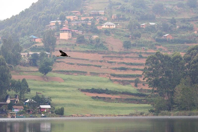 Duck flying over water with rolling hills landscape, Uganda
