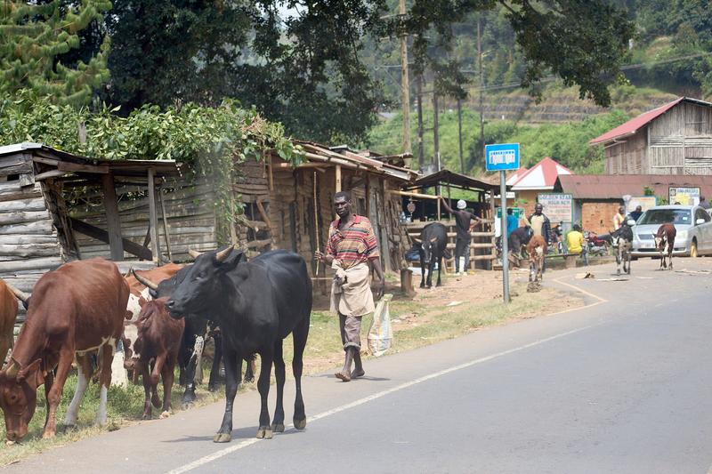 Person walking with their cows, Uganda