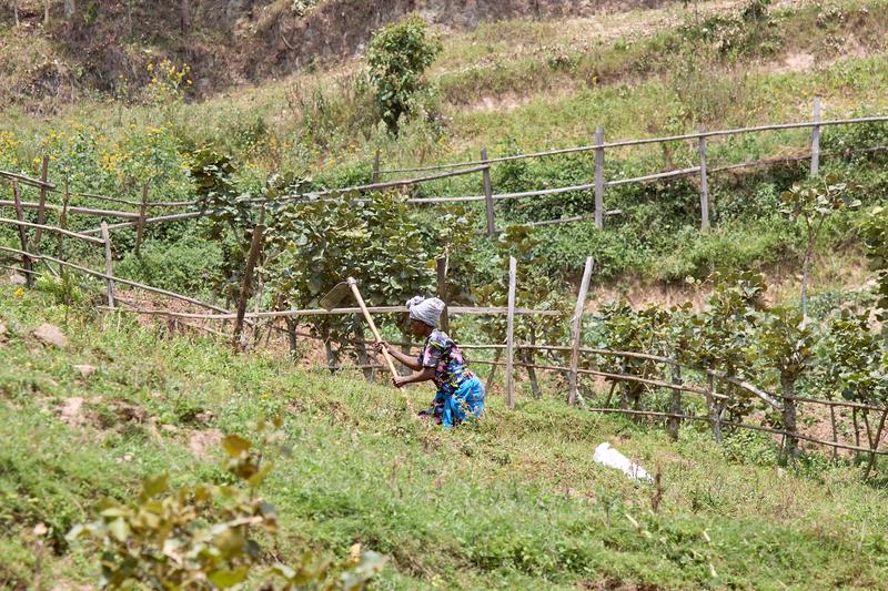 Rolling hills with farmer farming on farmland landscape, Uganda