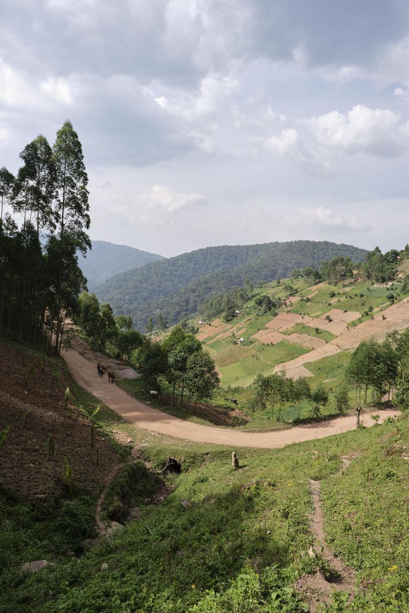 Rolling hills farmland landscape, Uganda