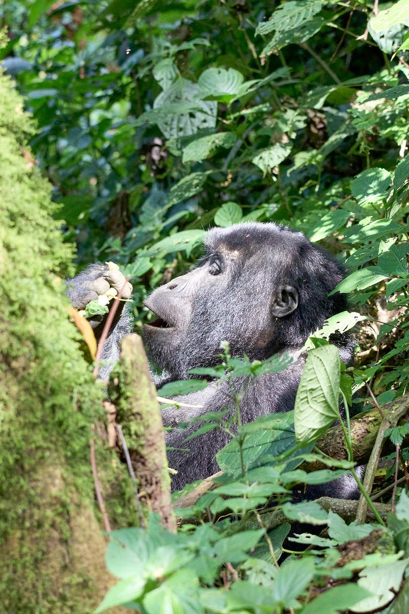Female gorilla in Bwindi Impenetrable Forest, Uganda