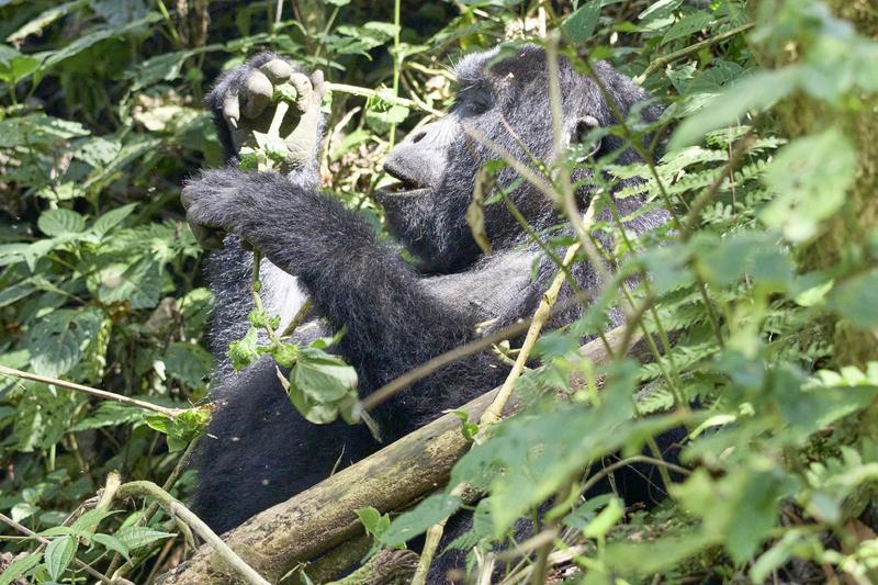 Female gorilla in Bwindi Impenetrable Forest, Uganda
