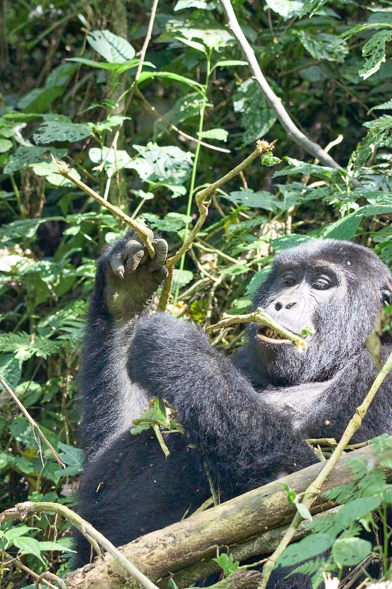 Female gorilla in Bwindi Impenetrable Forest, Uganda