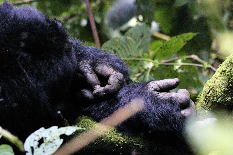 Female gorilla details: hands, in Bwindi Impenetrable Forest, Uganda