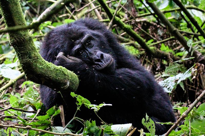 Female gorilla in Bwindi Impenetrable Forest, Uganda