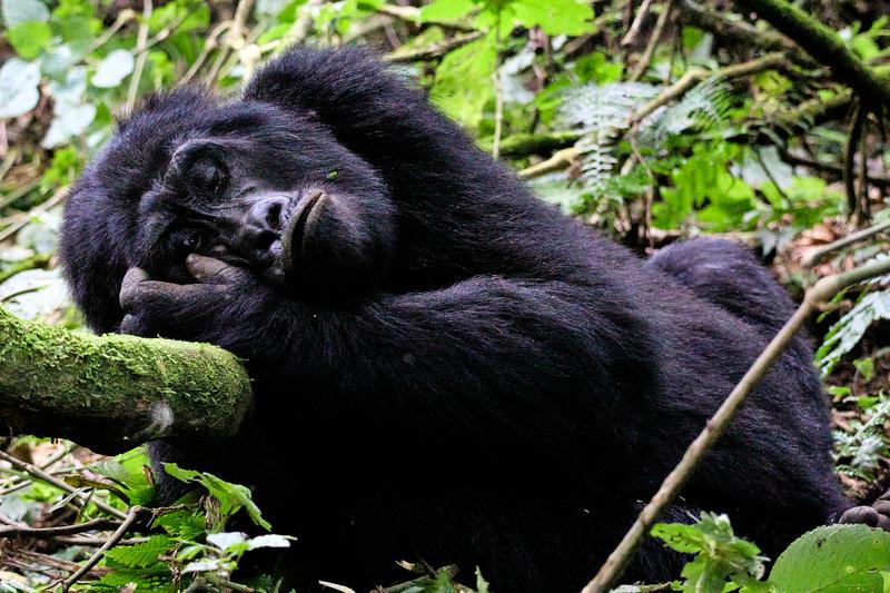 Female gorilla making faces in Bwindi Impenetrable Forest, Uganda
