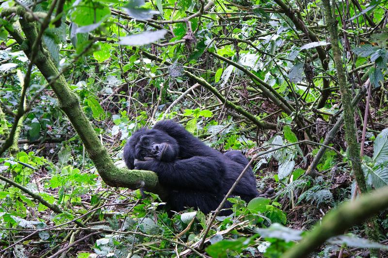 Female gorilla making faces in Bwindi Impenetrable Forest, Uganda