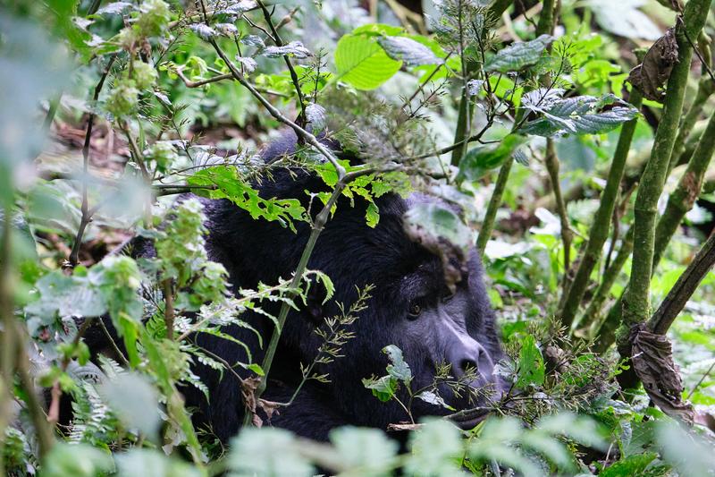 Male Silverback gorilla in Bwindi Impenetrable Forest, Uganda