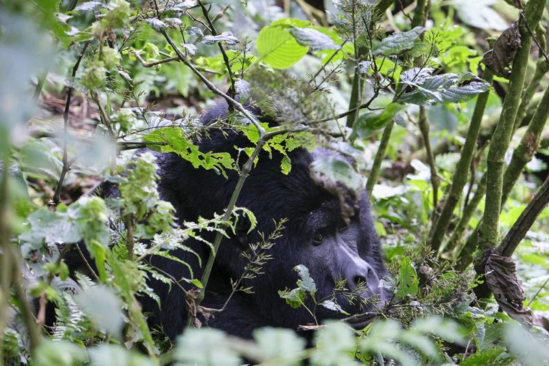 Male Silverback gorilla in Bwindi Impenetrable Forest, Uganda
