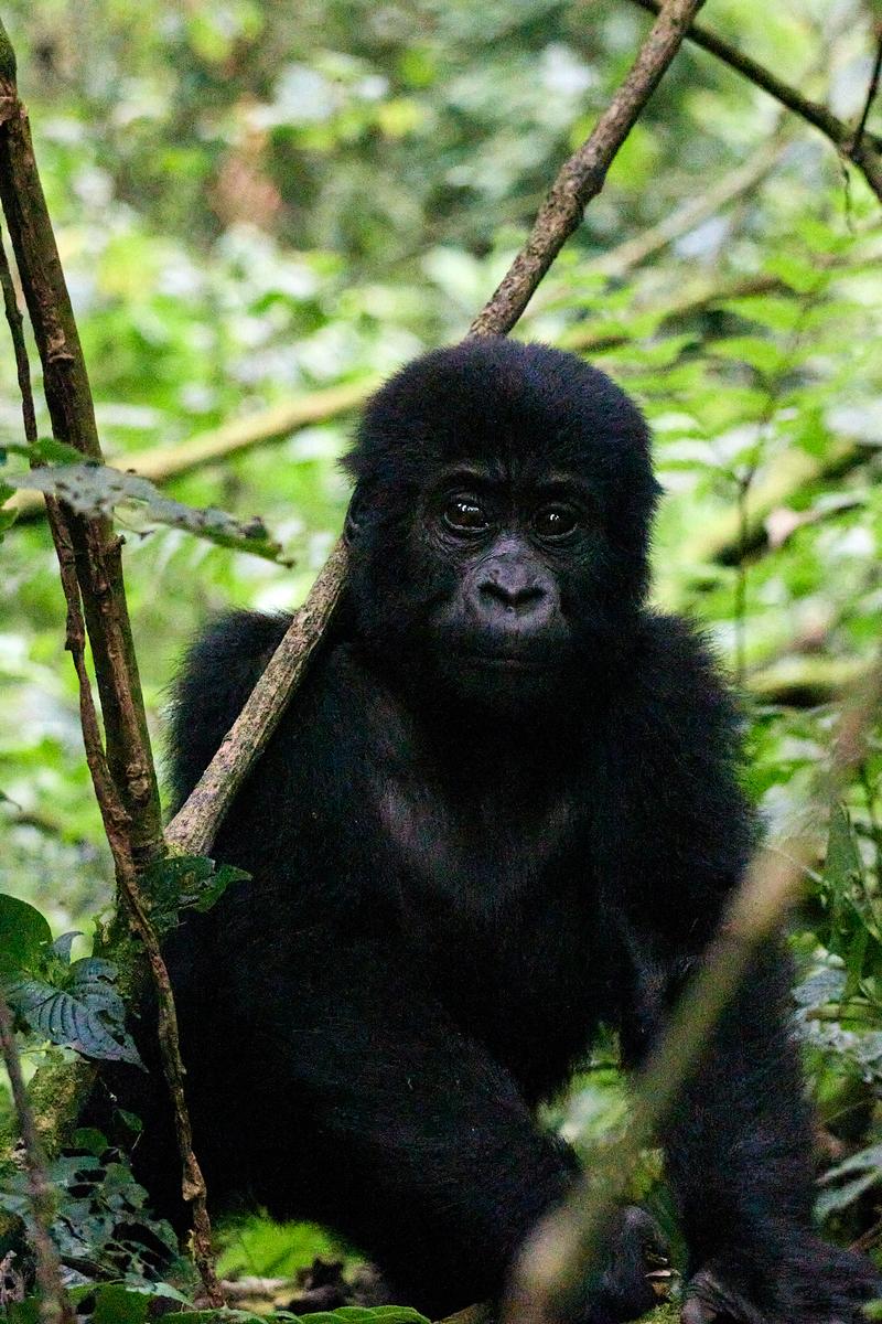 Baby gorilla in Bwindi Impenetrable Forest, Uganda