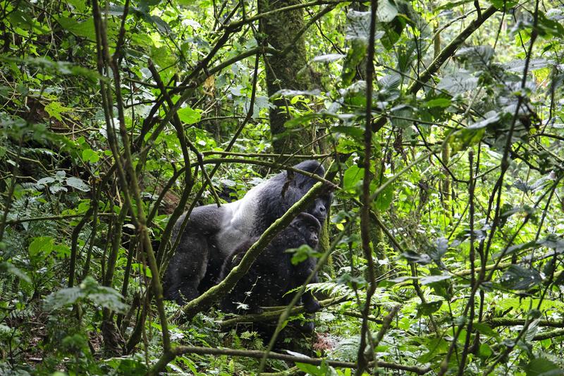 Male Silverback and female gorilla in Bwindi Impenetrable Forest, Uganda